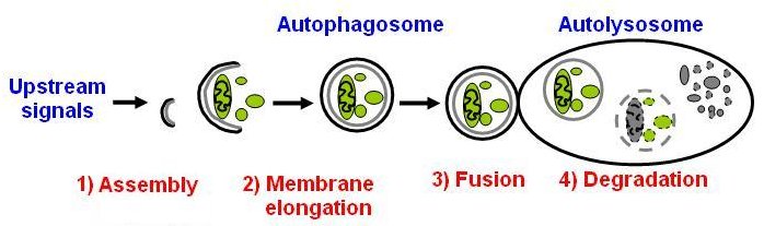 autophagy